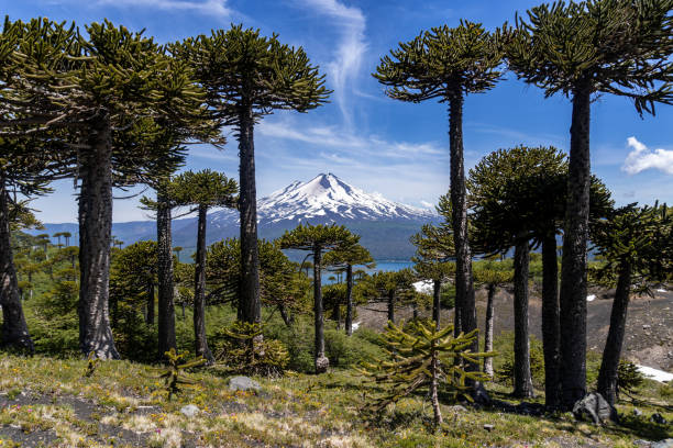 Araucanía